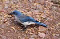 Mexican Jay 2011_07_15_1540